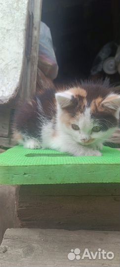 Кошка котенок
