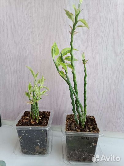 Комнатное растение Педилантус