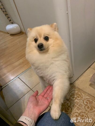 Случка шпиц