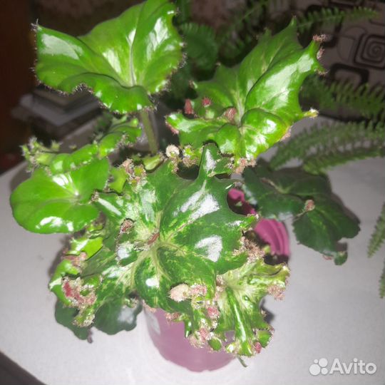 Комнатные растения