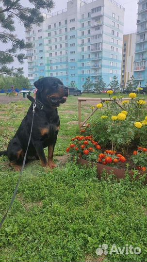Щенки ротвейлера продажа новосибирская область