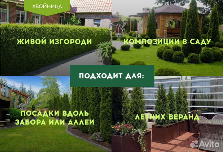 Туи Ростовка большая 7,5 м