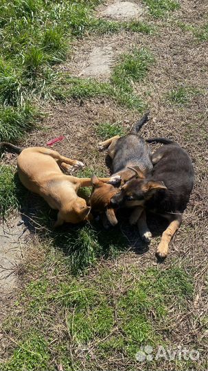 Щенки в дар