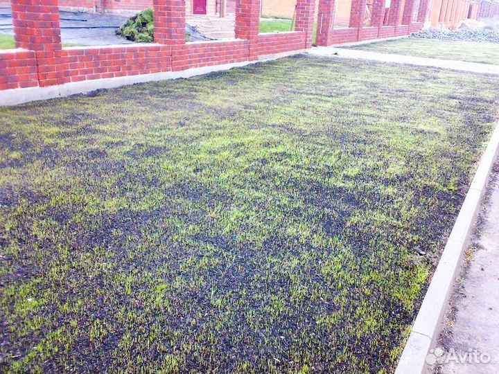 Посевной газон. Озеленение участка