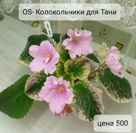 Фиалка. Укоренённый лист