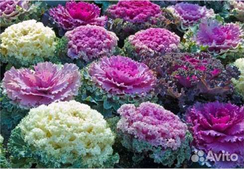 Семена Капусты декоративной, дыни,акации,плюща