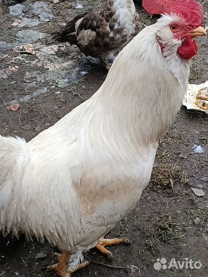 Петухи породистые