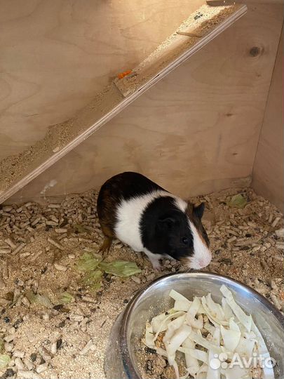 Морские свинки девочки скинни и обычные