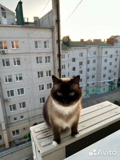Кошка в дар бесплатно