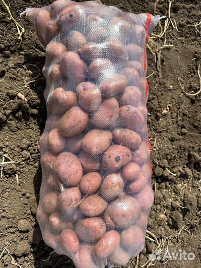 Картофель оптом цена договорная