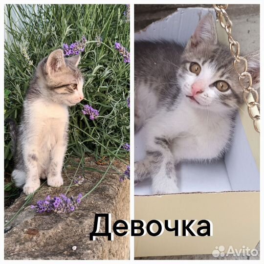 Котенок 3 месяца