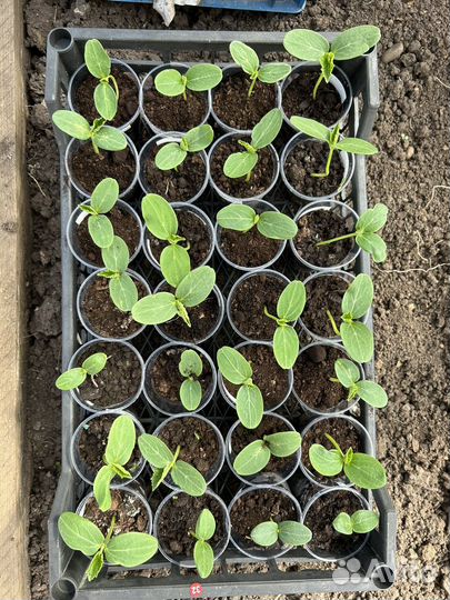 Рассада огурцов, арбузов, тыквы