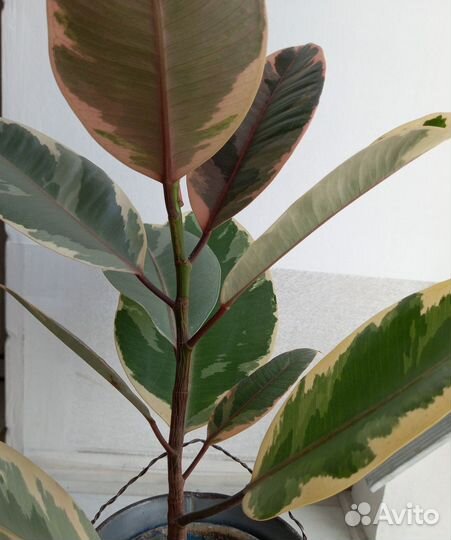 Фикус каучуконосный