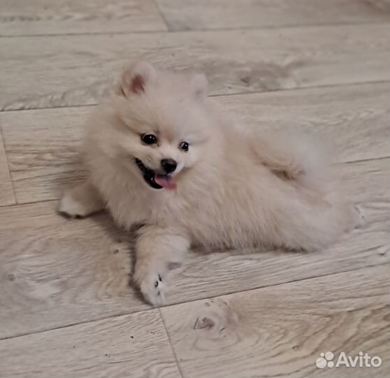 Шпиц малыш