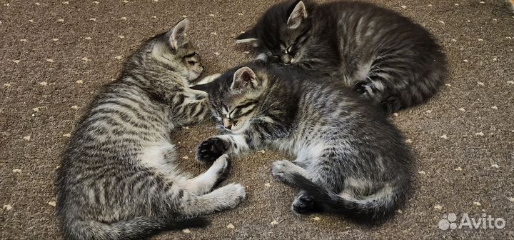 Котята в дар