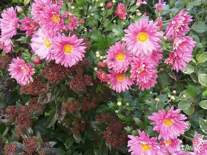 Хризантема