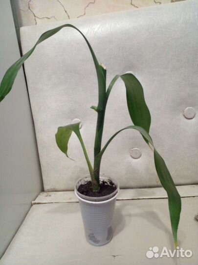 Комнатные растения.Синадениум.Бамбук.Гибискус