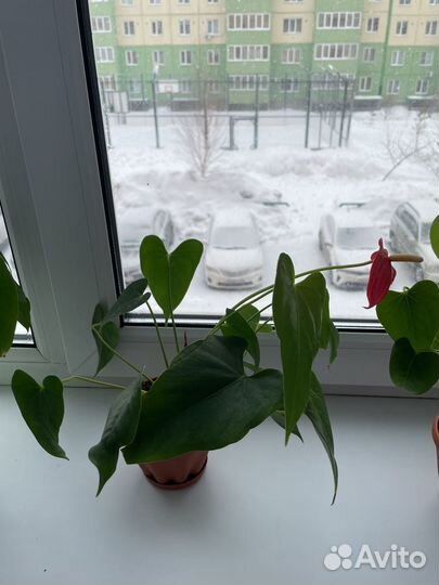 Антуриум Карма