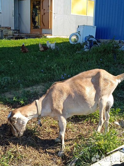 Коза дойная