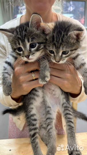 Котятки 1,5 мес