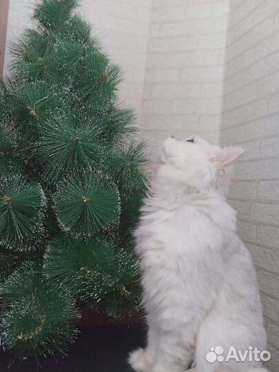 Персидский кот вязка