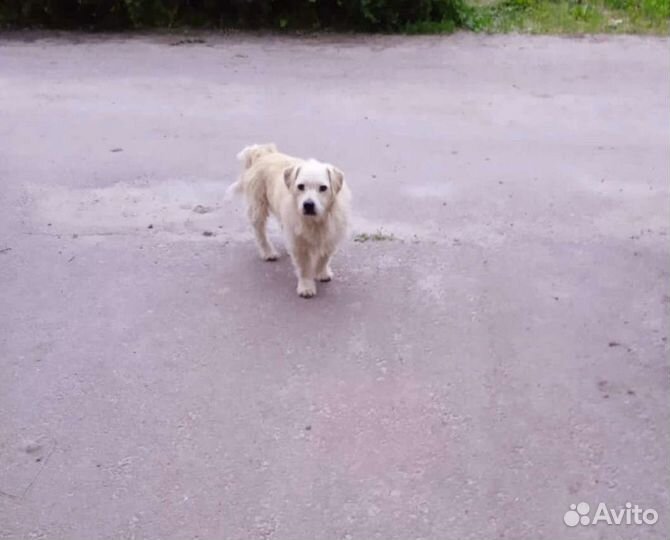 Собака в добрые руки
