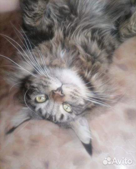 Котята мейн-кун