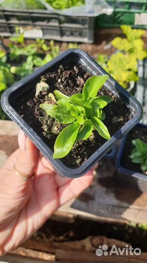 Горечавка семираздельная рассада