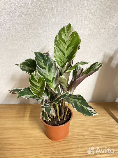 Калатея white fusion