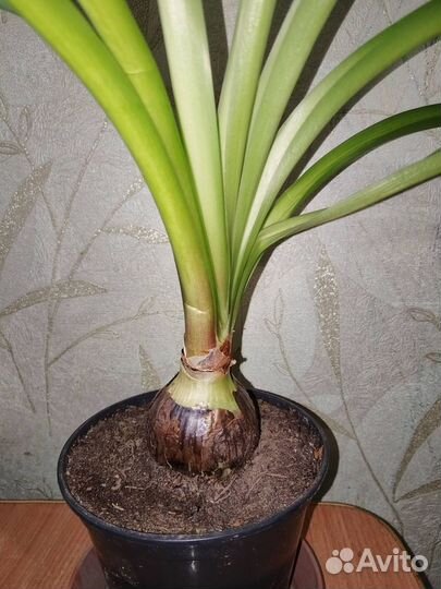 Гиппеаструм ярко-красный детки и взрослые растения