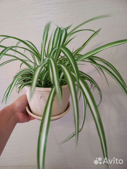 Хлорофитум