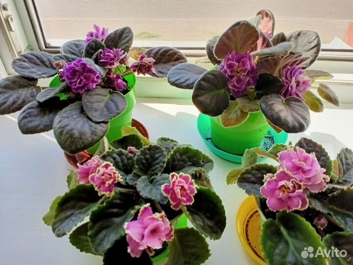 Фиалки цветущие в горшке