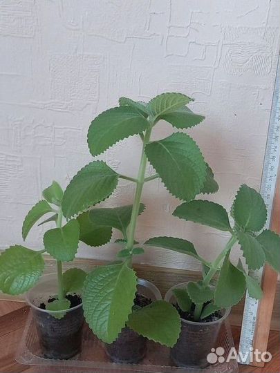 Домашняя мята