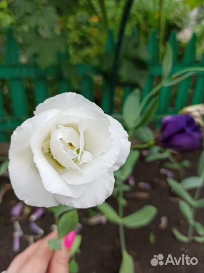 Эустома рассада