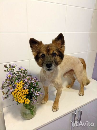 Стрижка кошек и собак