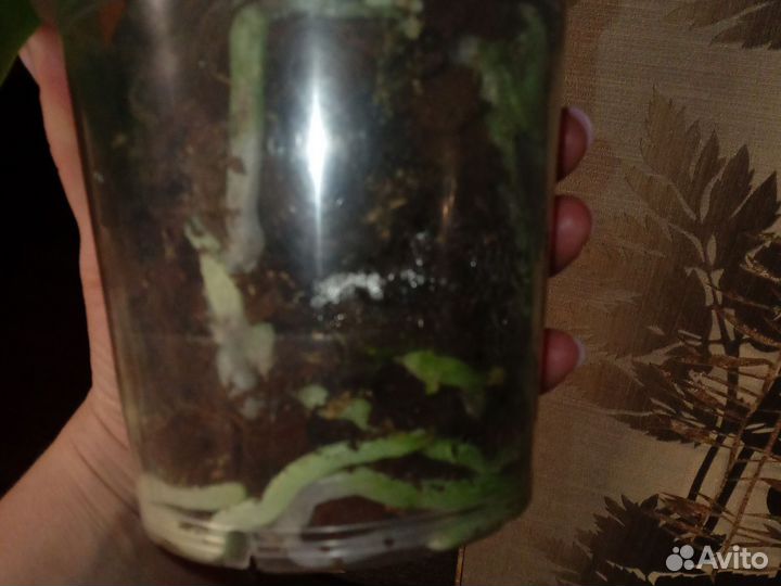 Орхидея фаленопсис