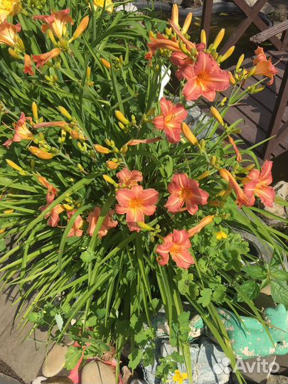 Садовые цветы