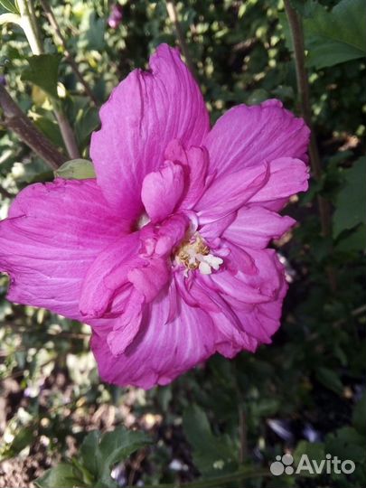 Гибискус махровый