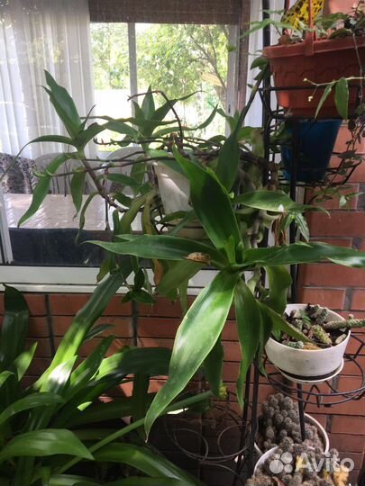 Хлорофитум