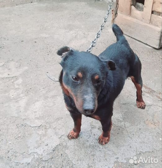 Собака ягдтерьер