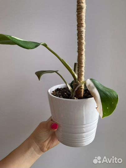 Филодендрон белый рыцарь