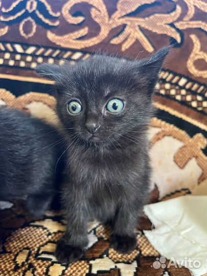 Котята