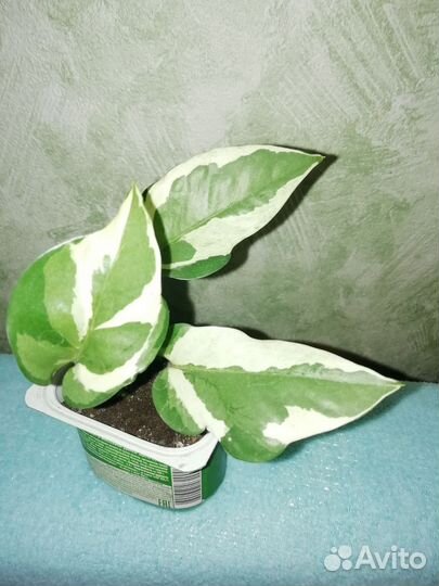 Эпипремнум