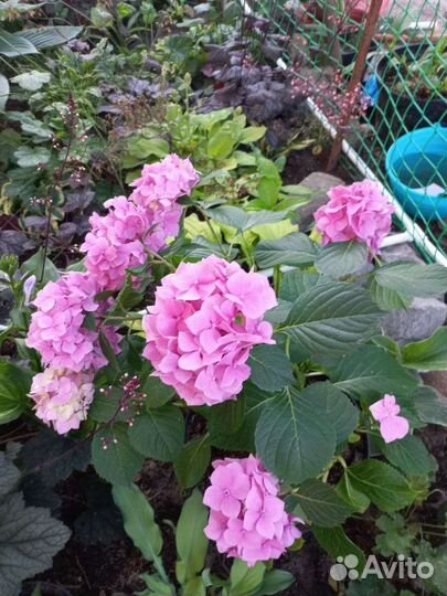 Цветы в сад