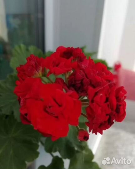 Пеларгонии, каланхоэ, декабристы