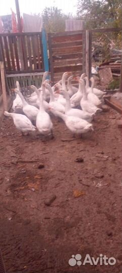 Гуси породы линда