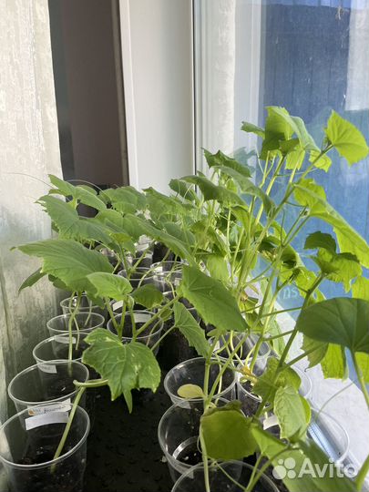 Рассада огурцов