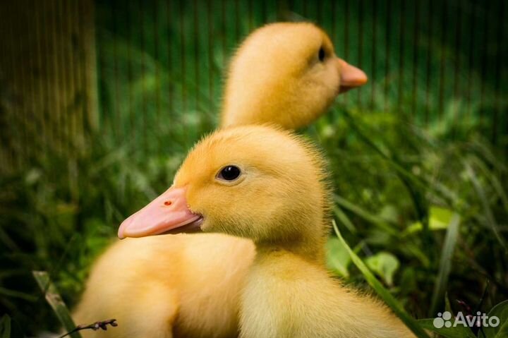 Цыплята.Инкубатор.Доставка весь Крым