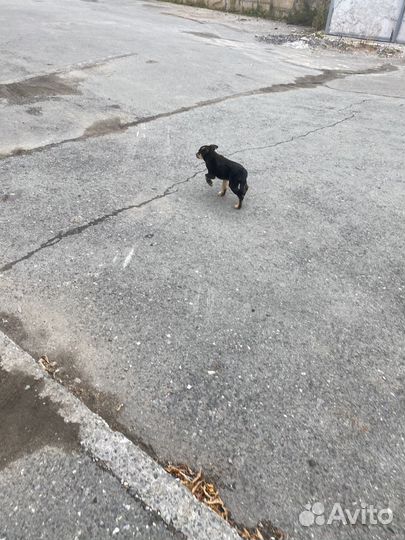 Собака в добрые руки