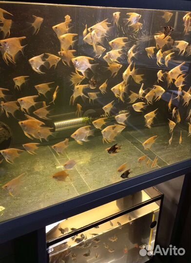 Свой развод Скалярии Попугаи Гуппи